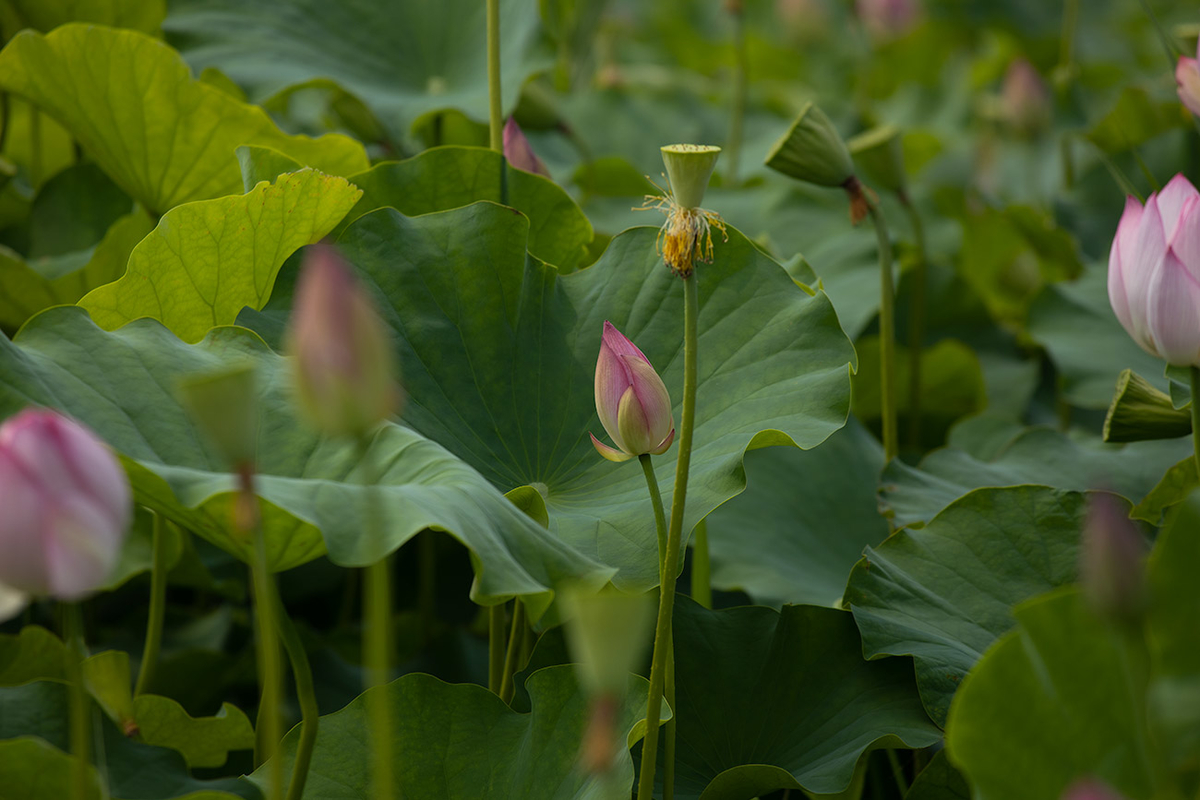 藤原宮跡5つの花ゾーンで蓮の花を観賞する