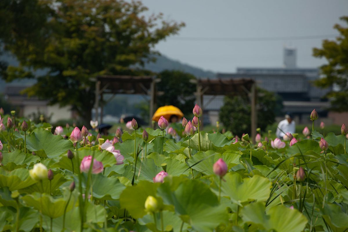 藤原宮跡5つの花ゾーンで蓮の花を観賞する