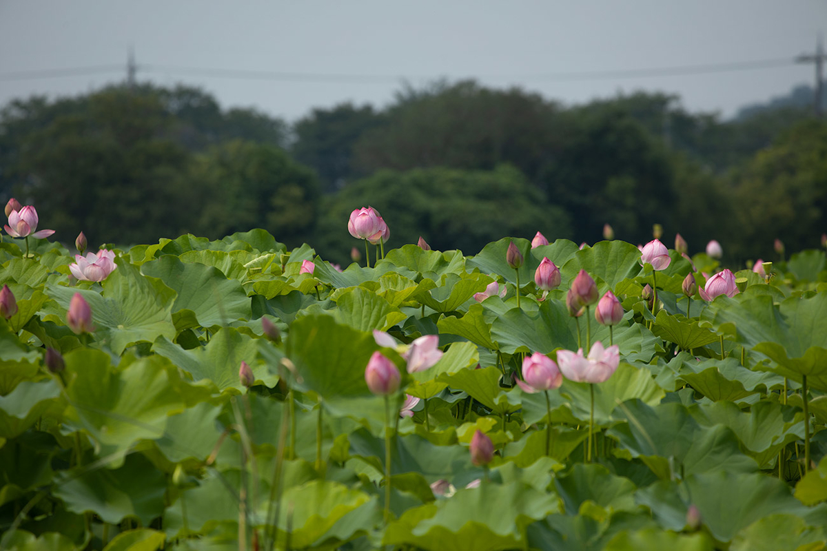 藤原宮跡5つの花ゾーンで蓮の花を観賞する