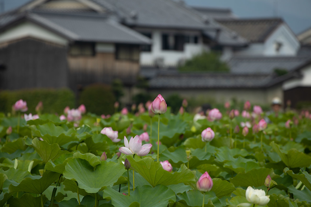 藤原宮跡5つの花ゾーンで蓮の花を観賞する