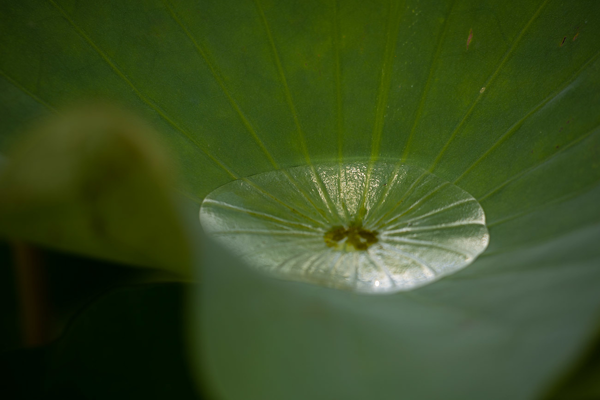 藤原宮跡5つの花ゾーンで蓮の花を観賞する