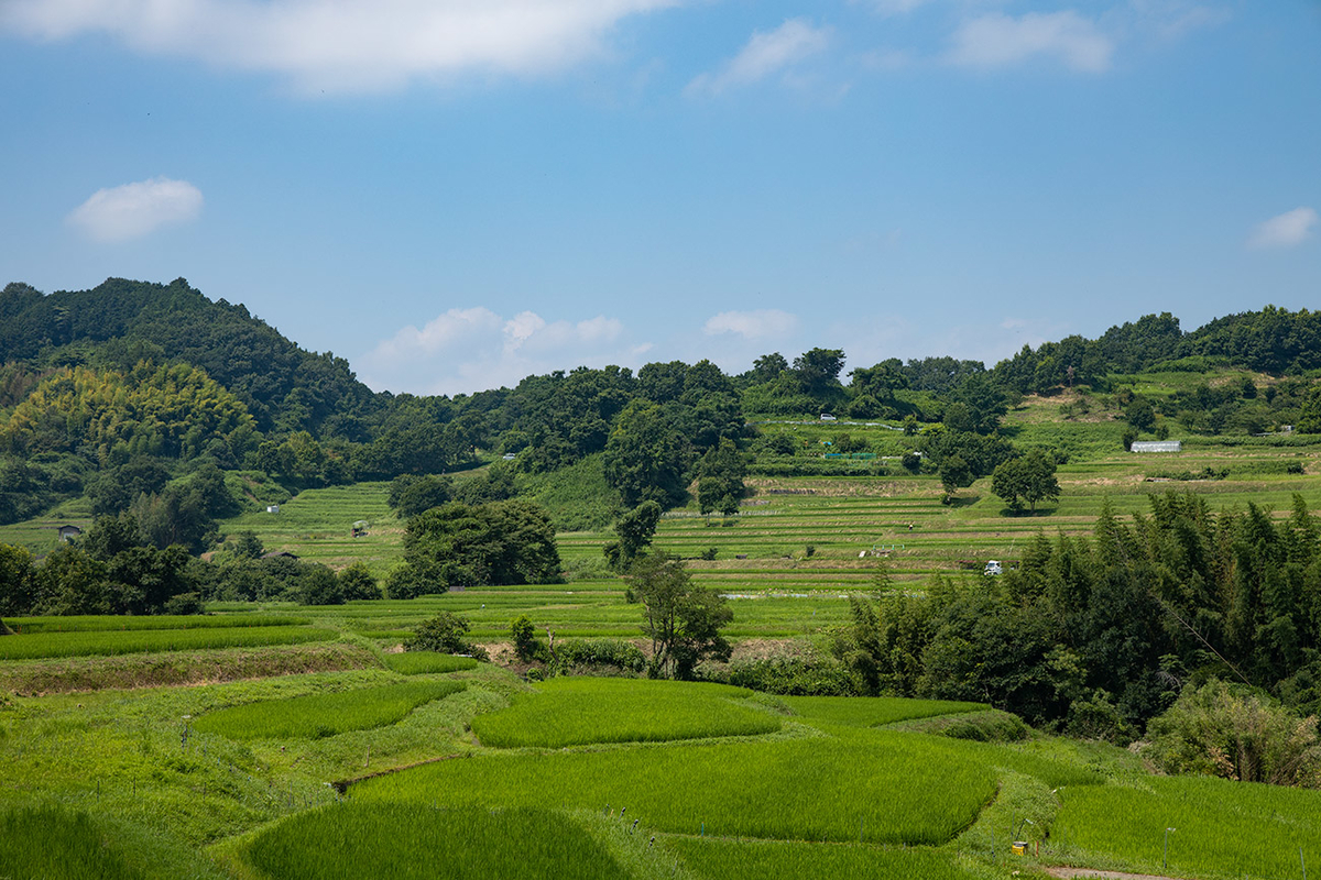 稲渕棚田