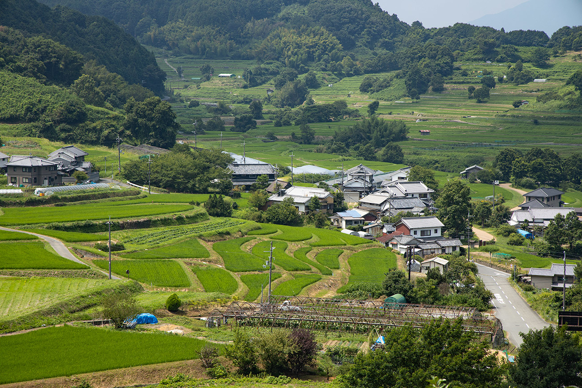 稲渕棚田