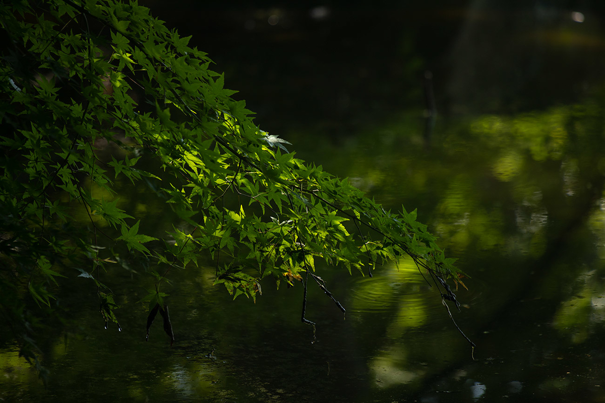 天王寺慶沢園