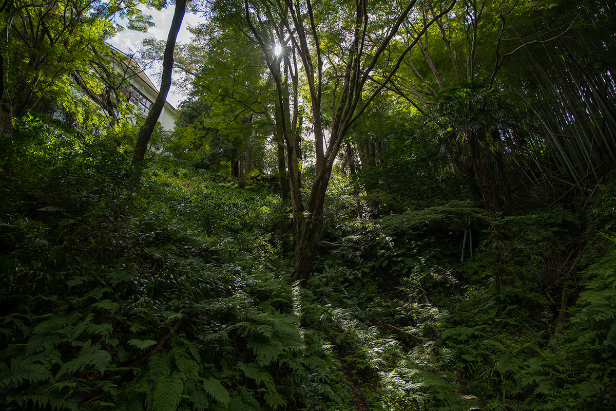 奈良県吉野中千本
