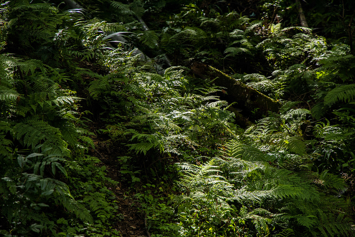 奈良県吉野中千本