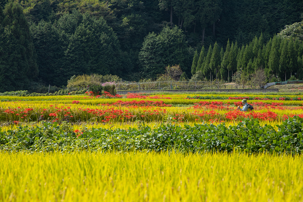 彼岸版