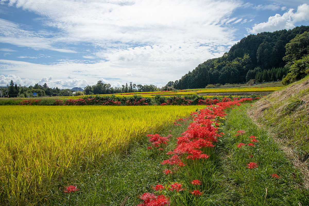 彼岸花