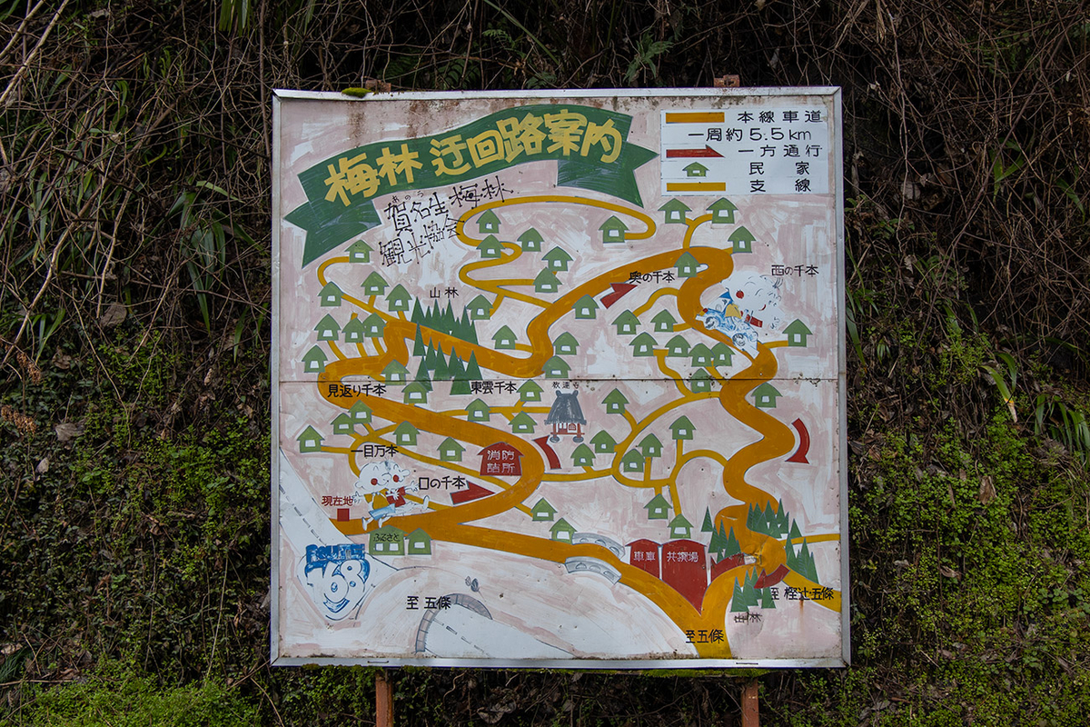 奈良県西吉野の賀名生（あのう）梅林