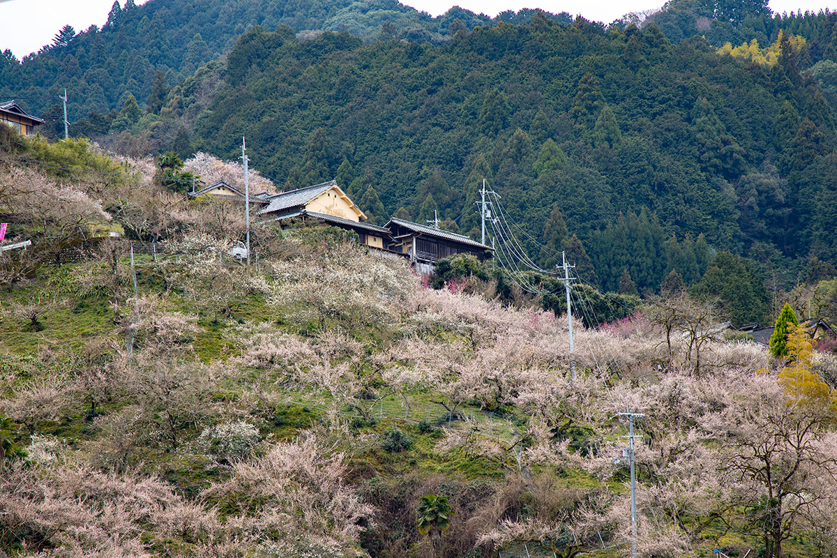 奈良県西吉野の賀名生（あのう）梅林