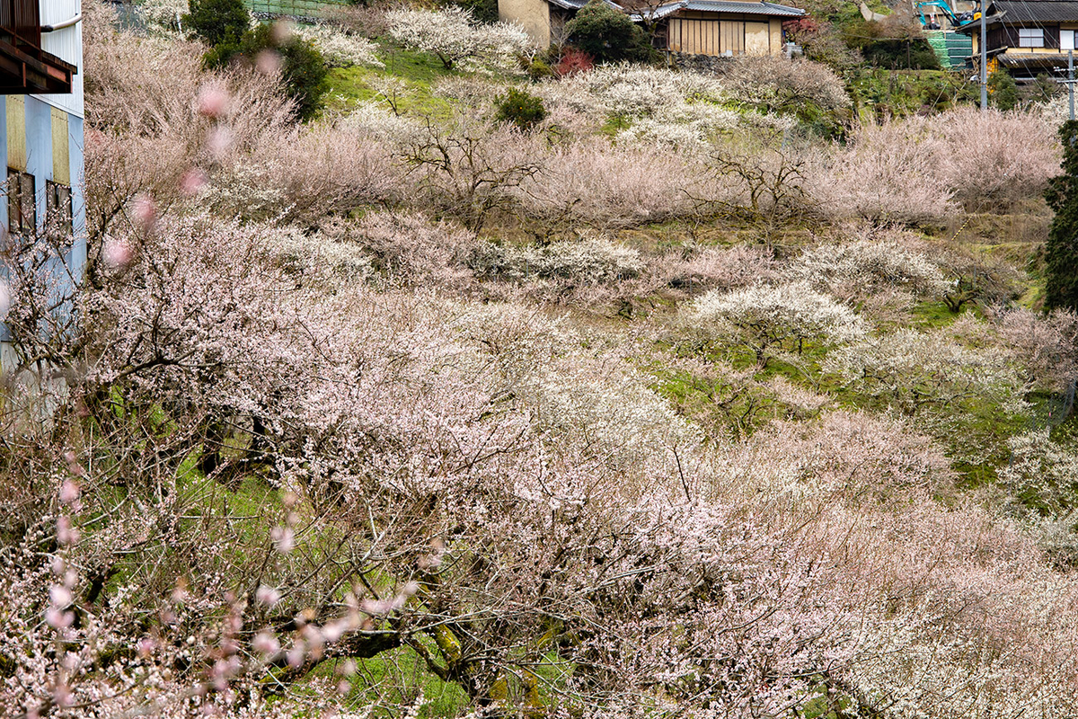 奈良県西吉野の賀名生（あのう）梅林