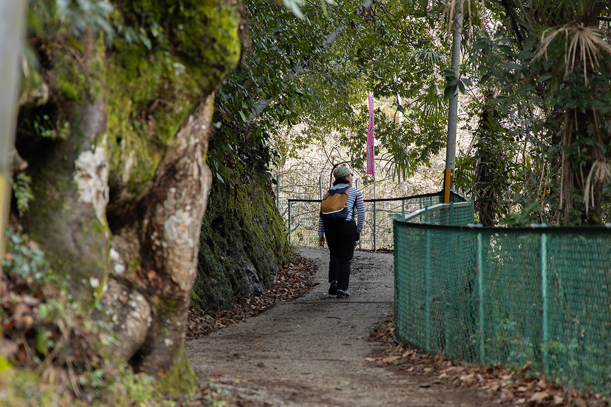 奈良県西吉野の賀名生（あのう）梅林