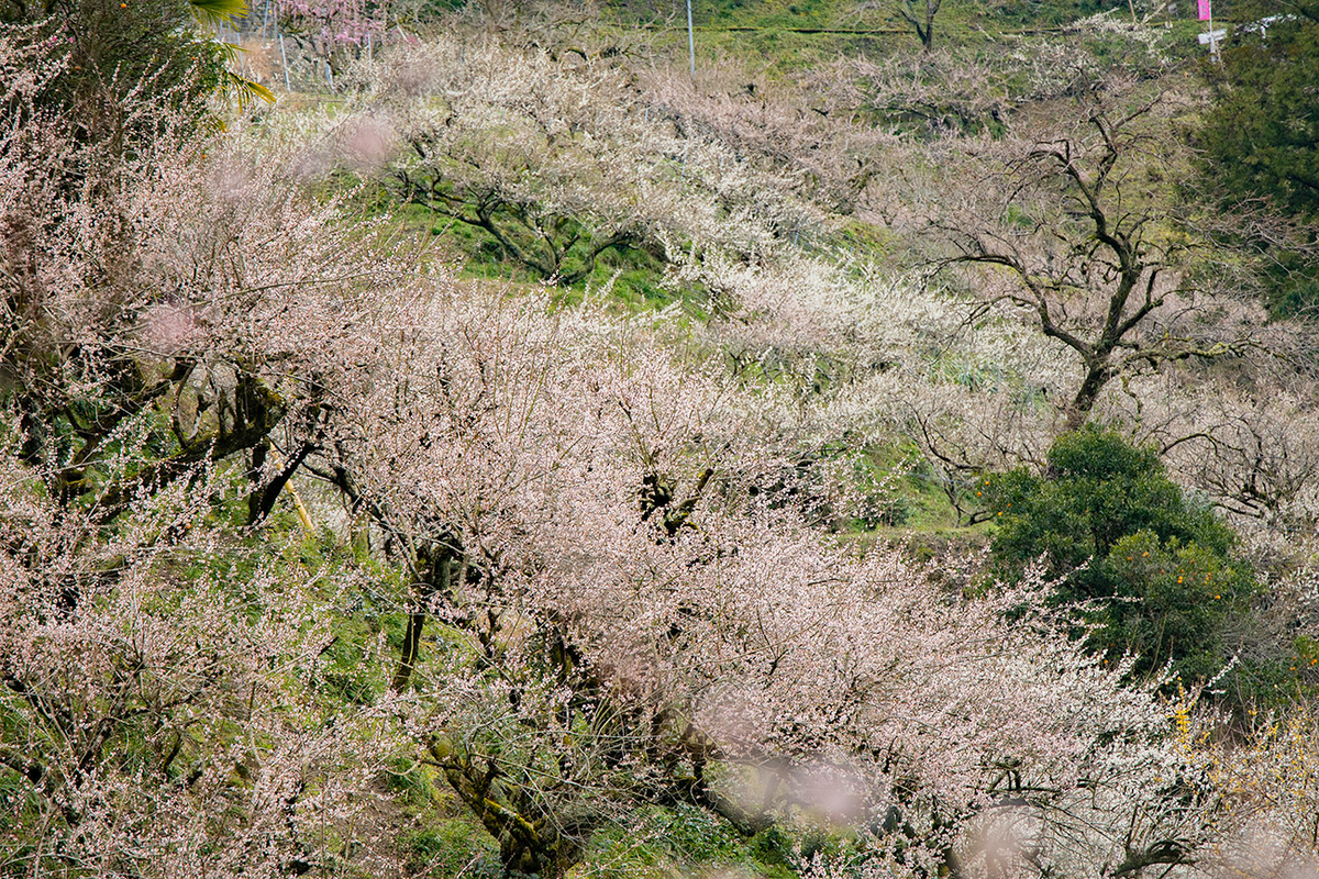 奈良県西吉野の賀名生（あのう）梅林