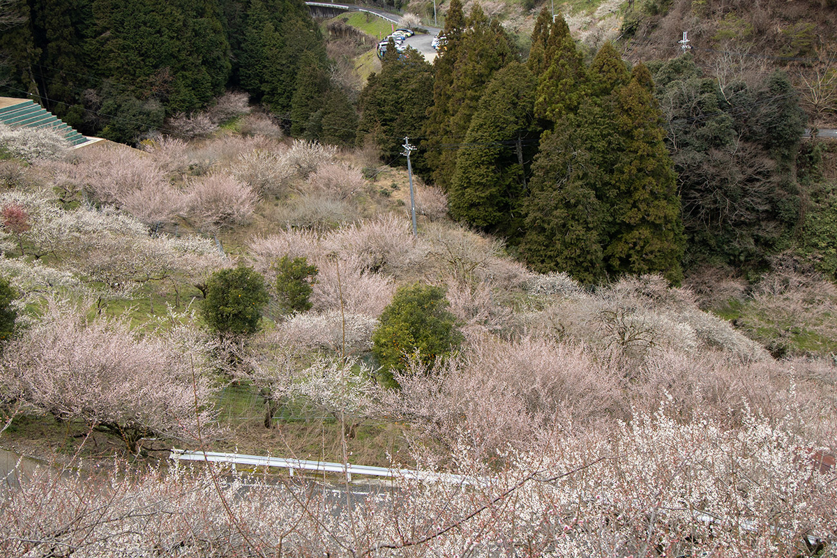 奈良県西吉野の賀名生（あのう）梅林