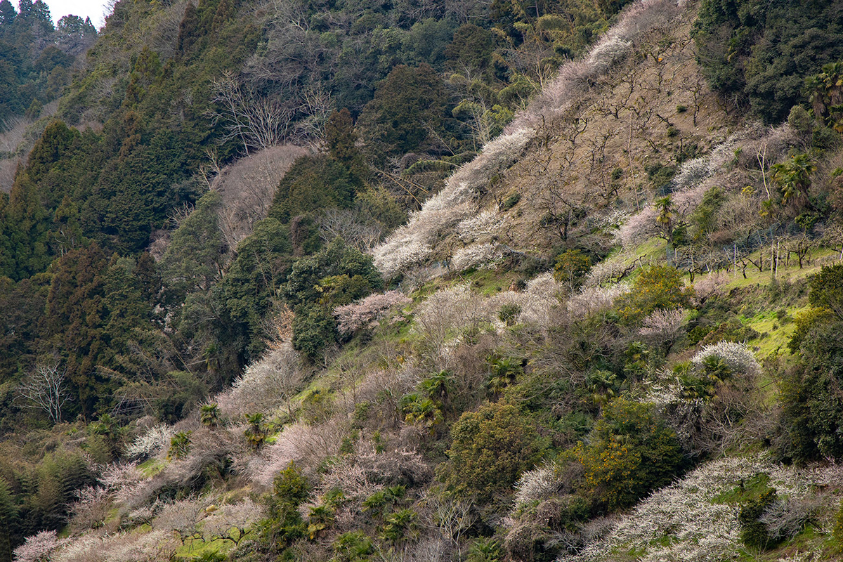 奈良県西吉野の賀名生（あのう）梅林