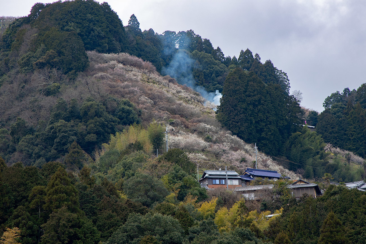 奈良県西吉野の賀名生（あのう）梅林