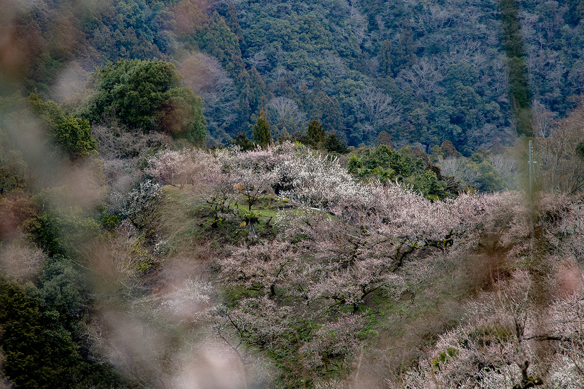 奈良県西吉野の賀名生（あのう）梅林
