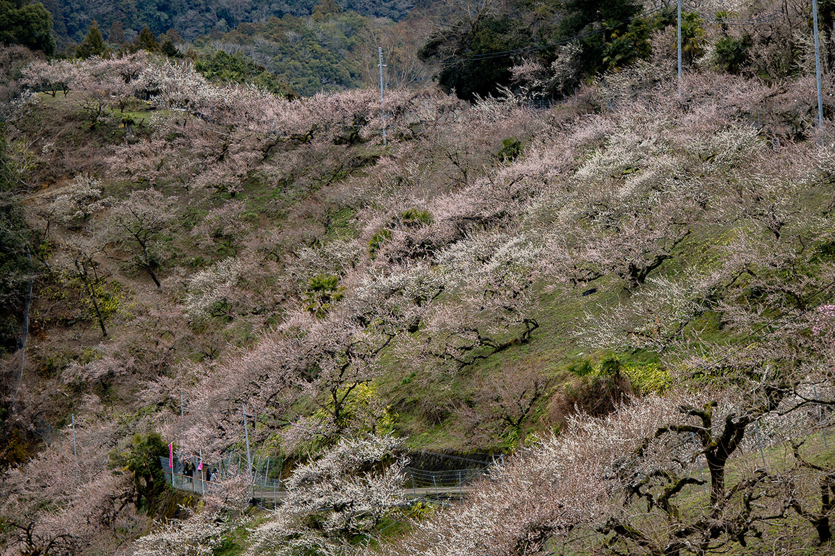 奈良県西吉野の賀名生（あのう）梅林
