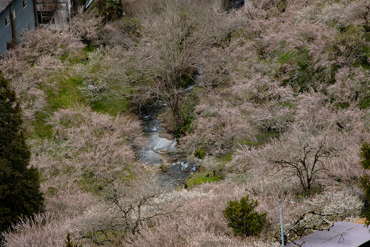 奈良県西吉野の賀名生（あのう）梅林