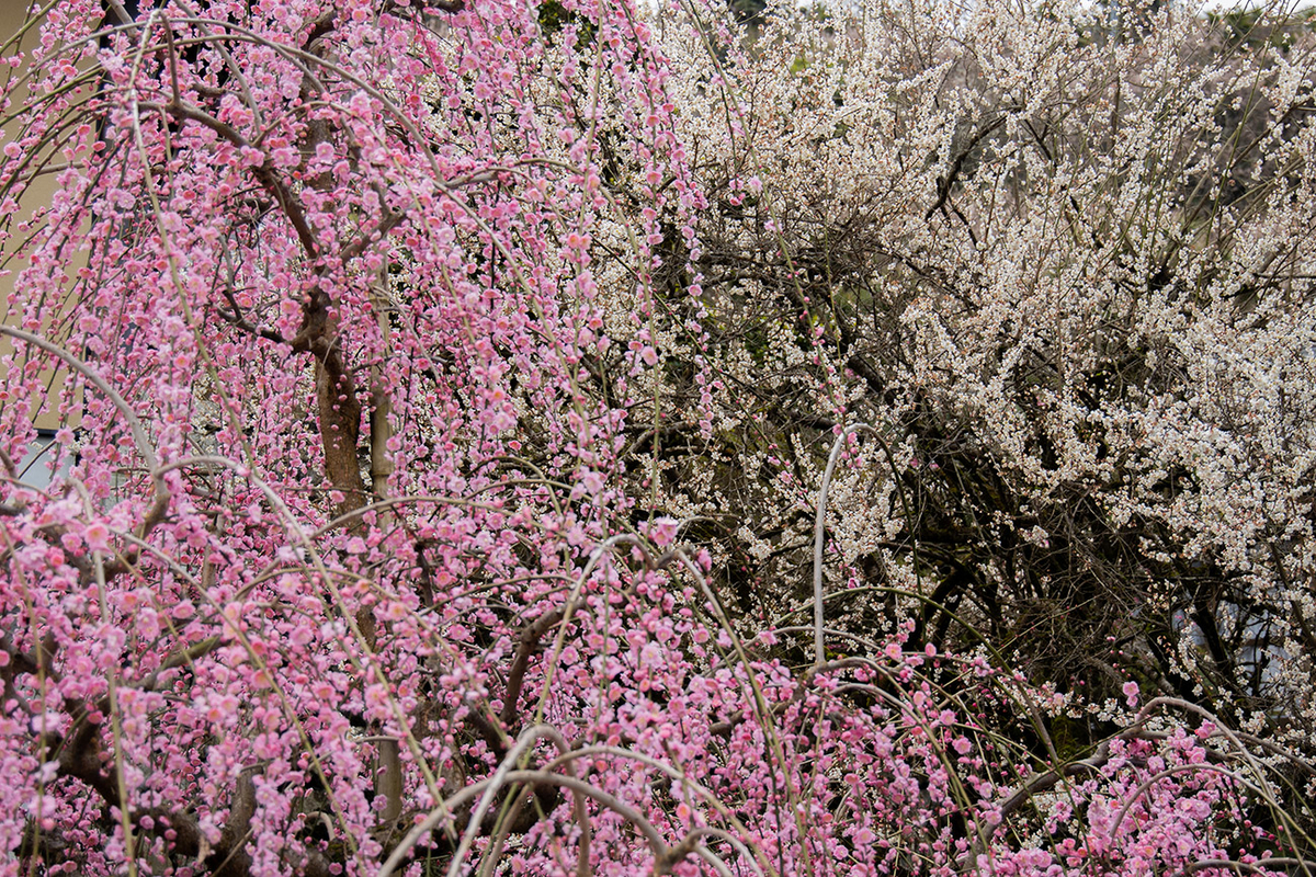 奈良県西吉野の賀名生（あのう）梅林