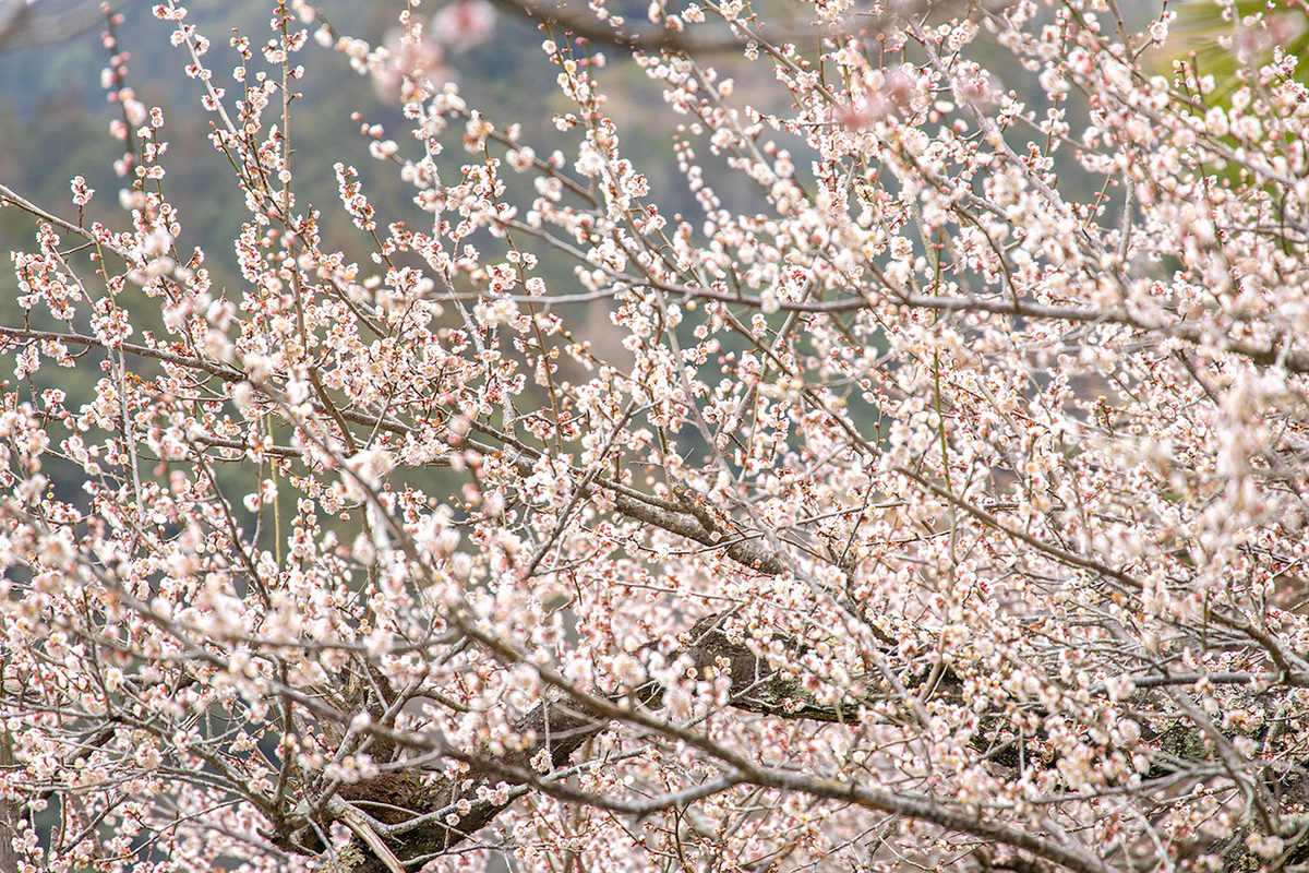 奈良県西吉野の賀名生（あのう）梅林