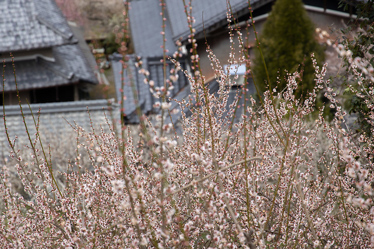 奈良県西吉野の賀名生（あのう）梅林