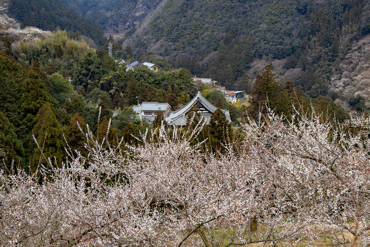 奈良県西吉野の賀名生（あのう）梅林