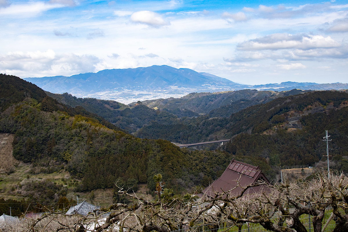 奈良県西吉野の賀名生（あのう）梅林