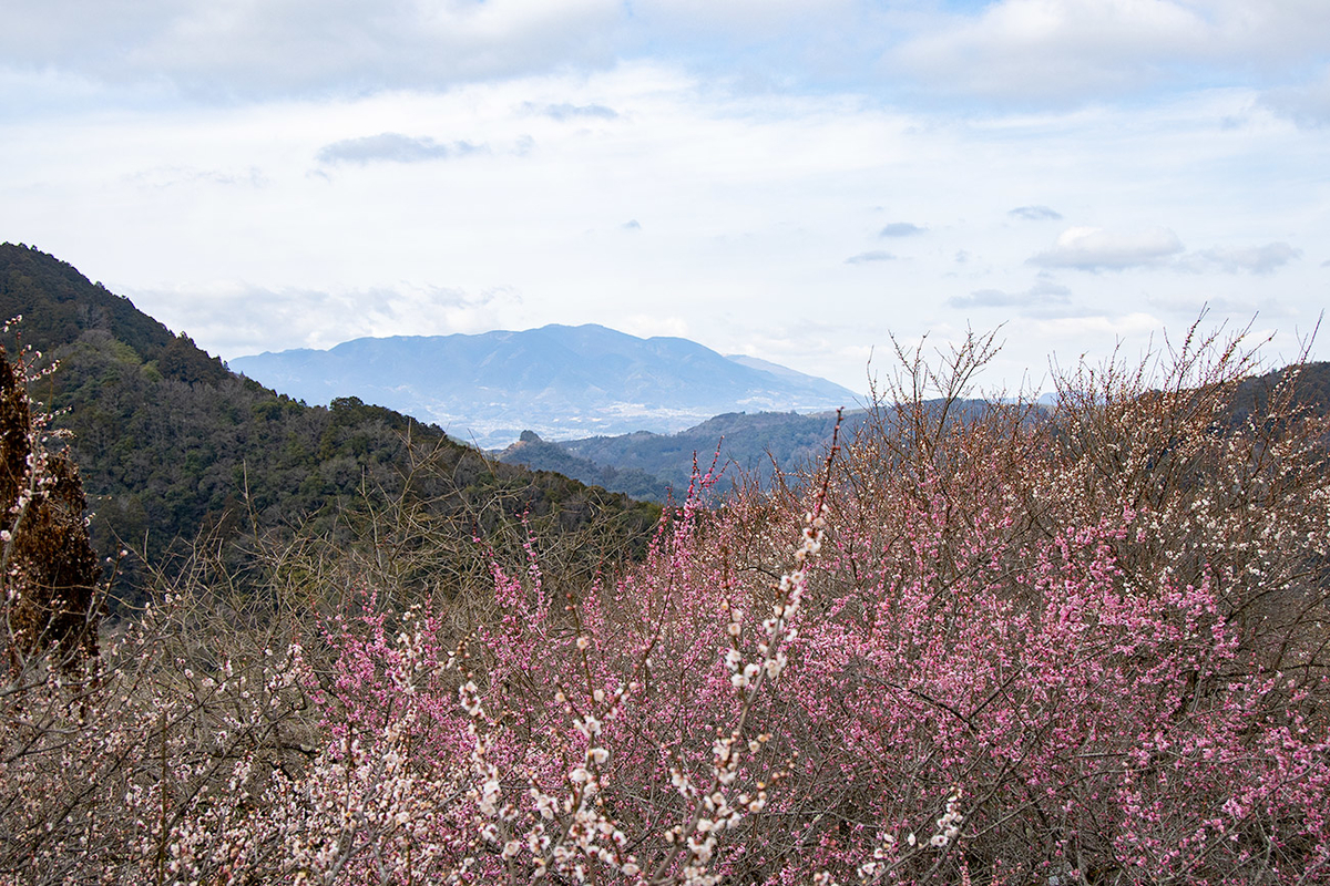 奈良県西吉野の賀名生（あのう）梅林