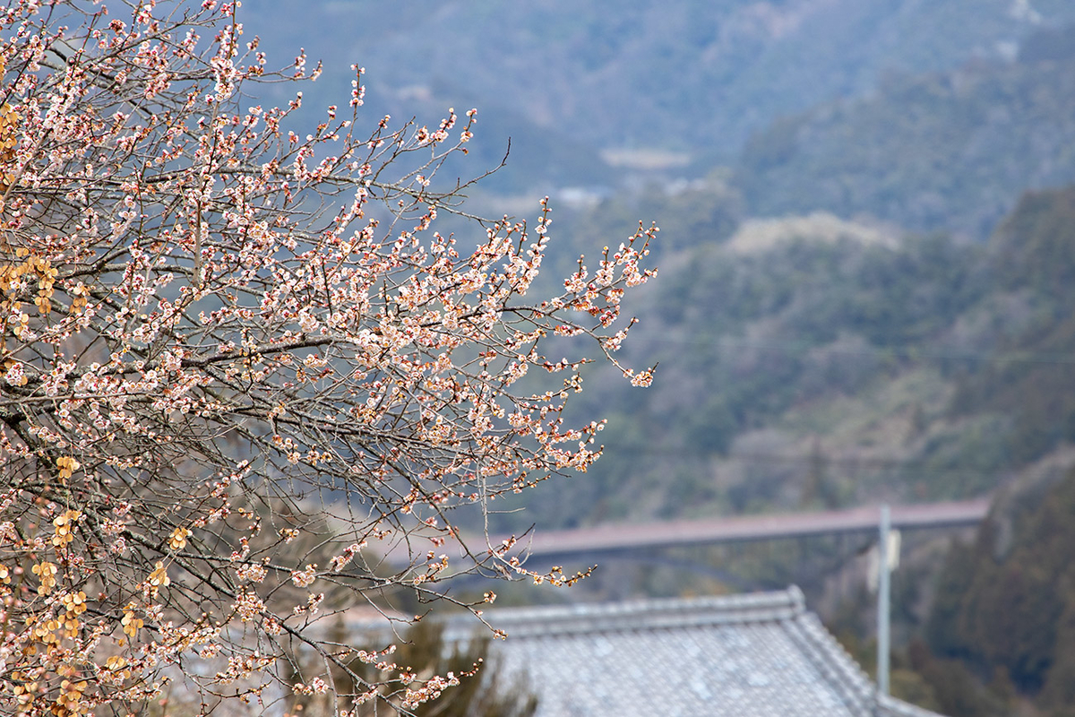 奈良県西吉野の賀名生（あのう）梅林