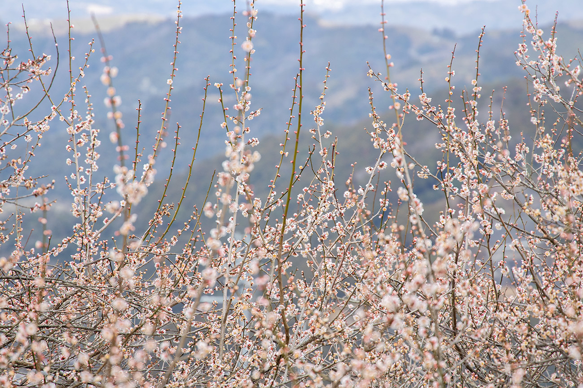 奈良県西吉野の賀名生（あのう）梅林