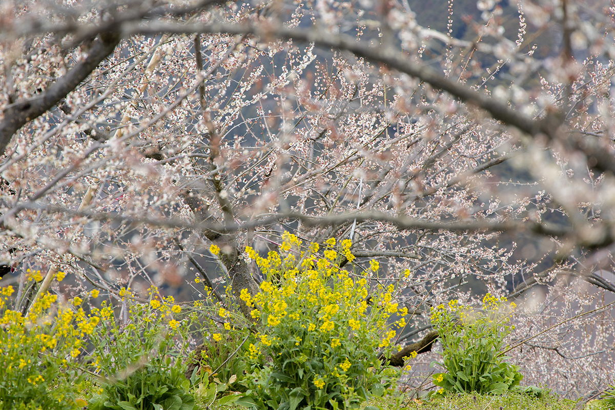 奈良県西吉野の賀名生（あのう）梅林