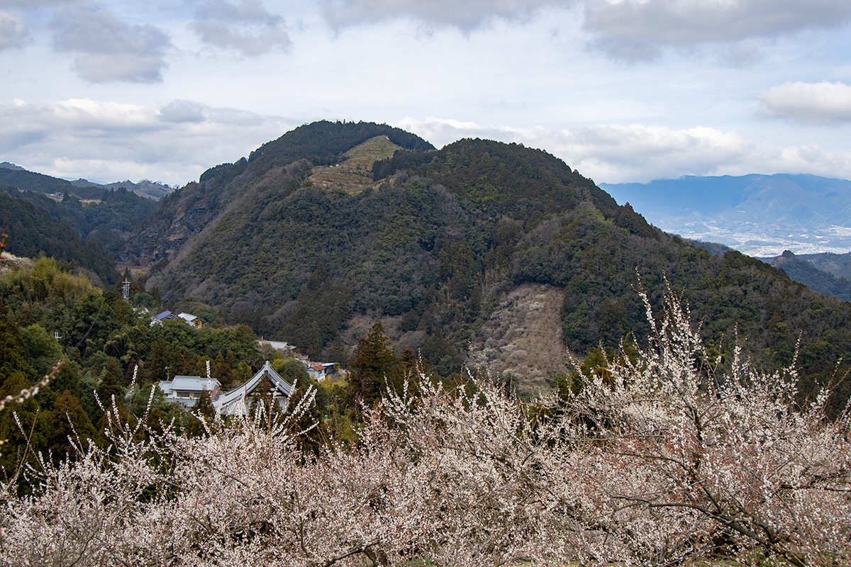 奈良県西吉野の賀名生（あのう）梅林