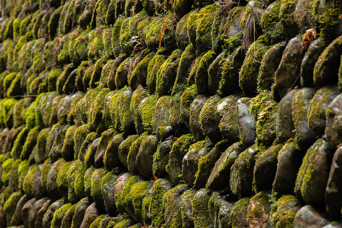 奈良県西吉野の賀名生（あのう）梅林