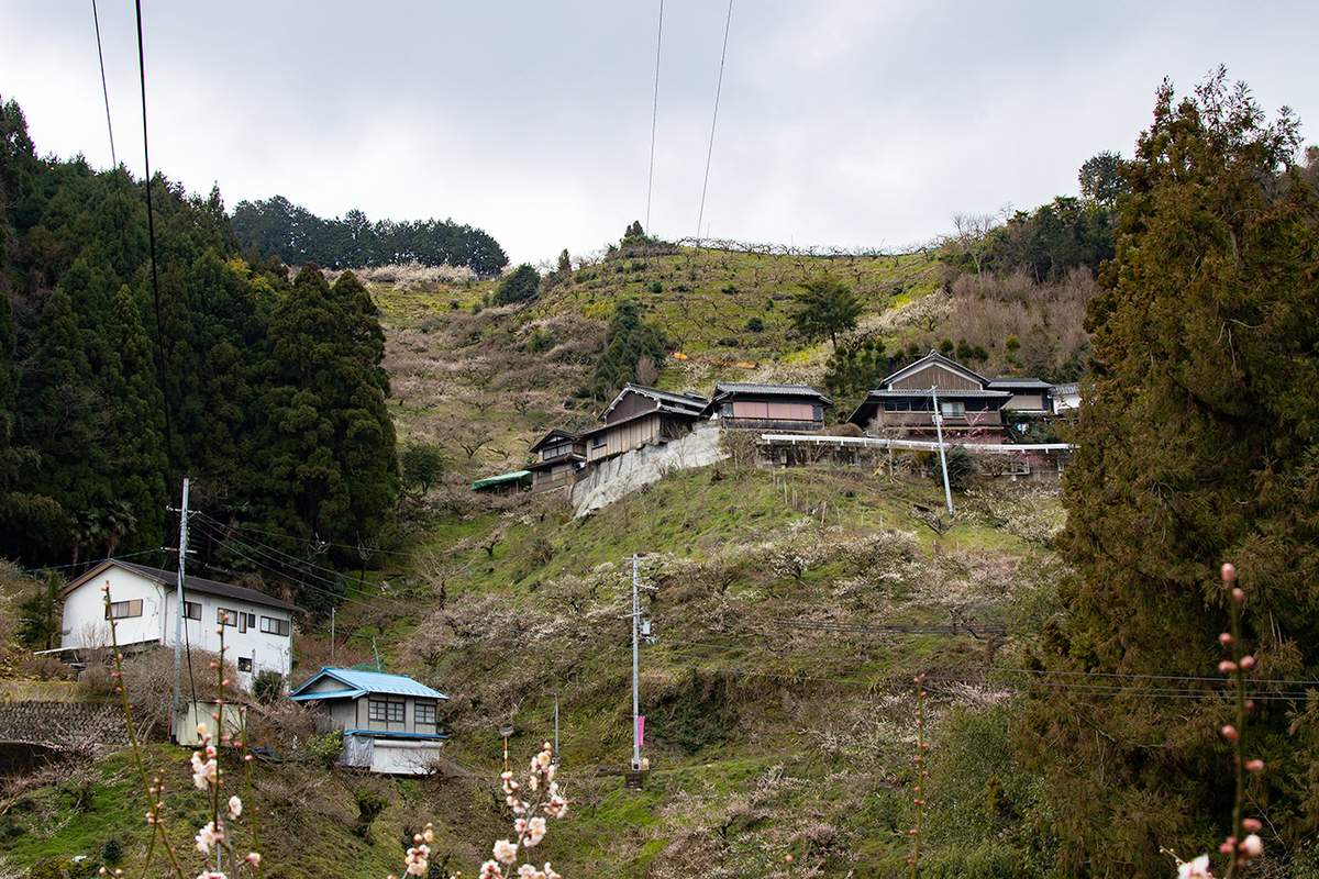 奈良県西吉野の賀名生（あのう）梅林