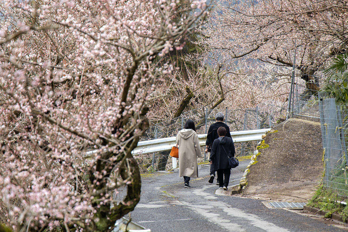 奈良県西吉野の賀名生（あのう）梅林