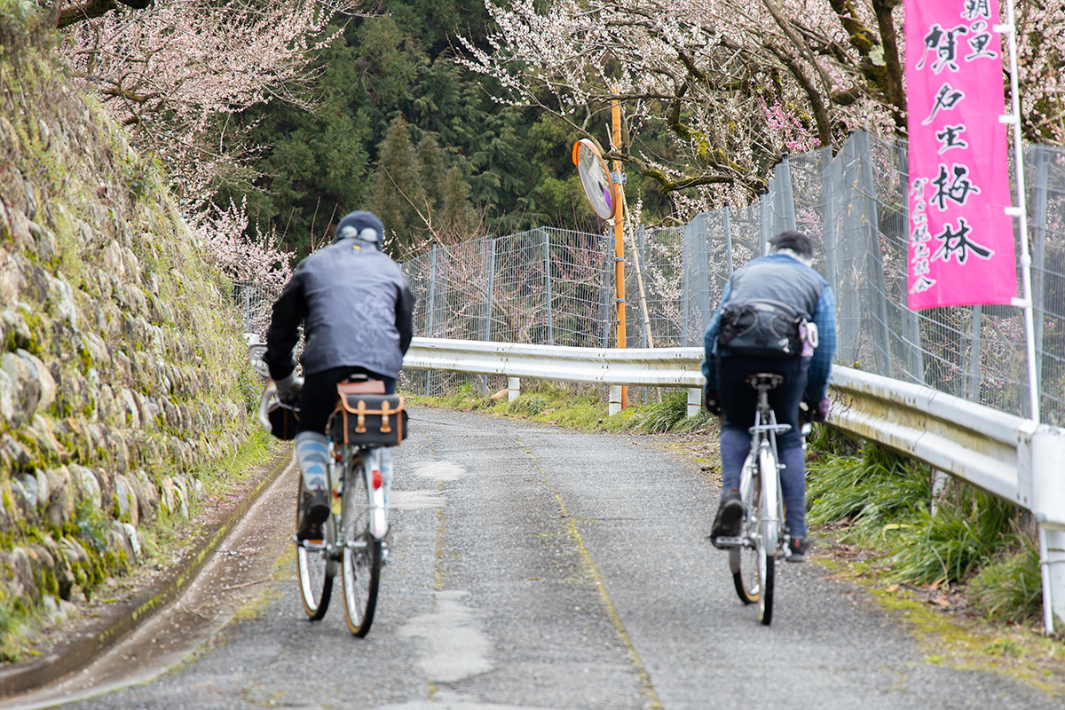奈良県西吉野の賀名生（あのう）梅林