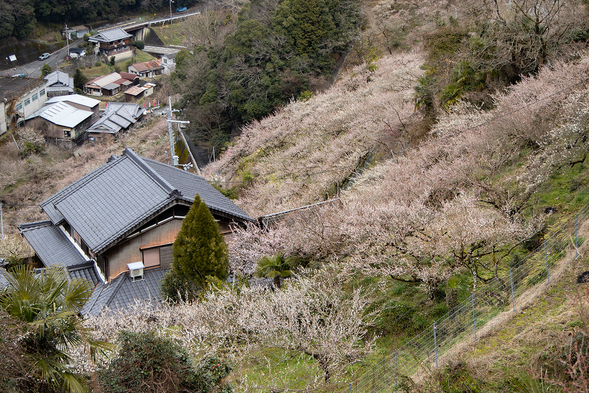 奈良県西吉野の賀名生（あのう）梅林