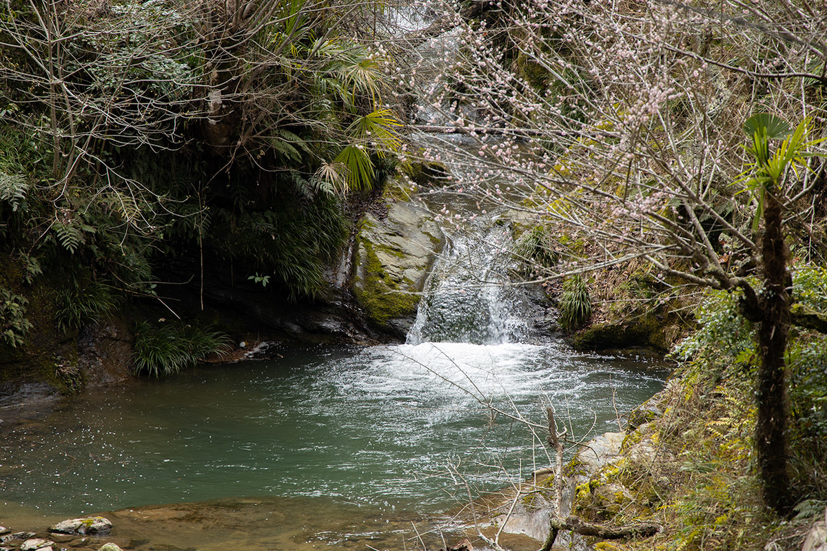 奈良県西吉野の賀名生（あのう）梅林