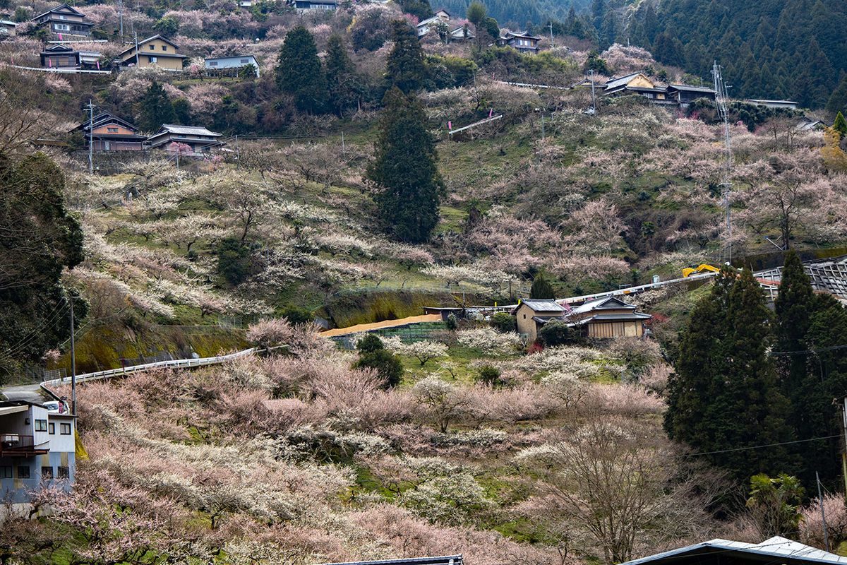奈良県西吉野の賀名生（あのう）梅林