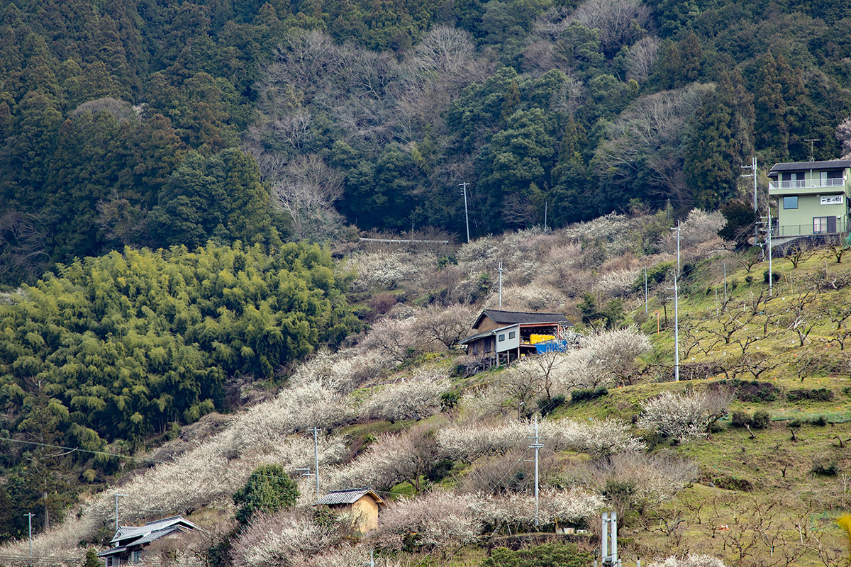 奈良県西吉野の賀名生（あのう）梅林
