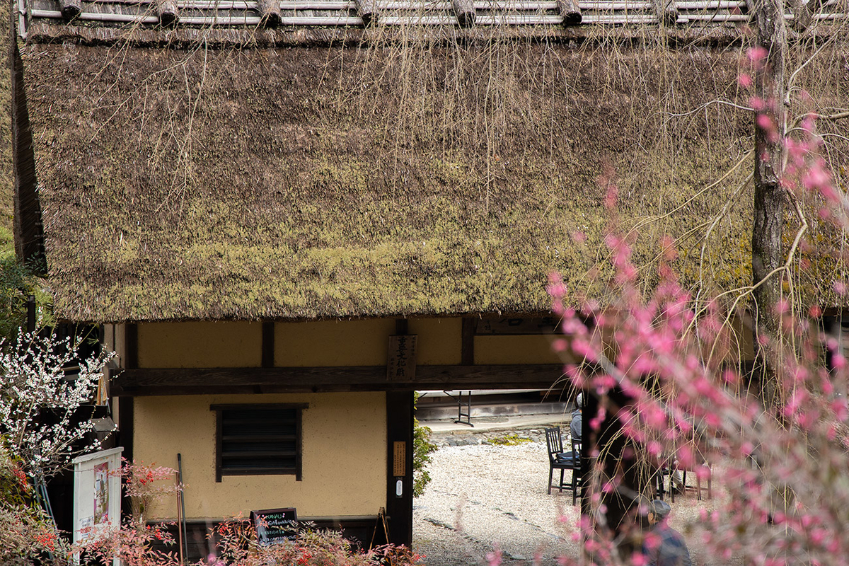 奈良県西吉野の賀名生（あのう）梅林