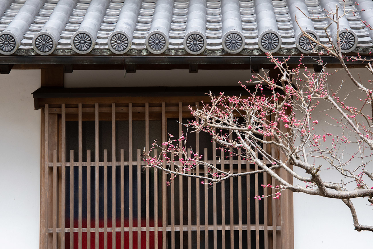 奈良県西吉野の賀名生（あのう）梅林