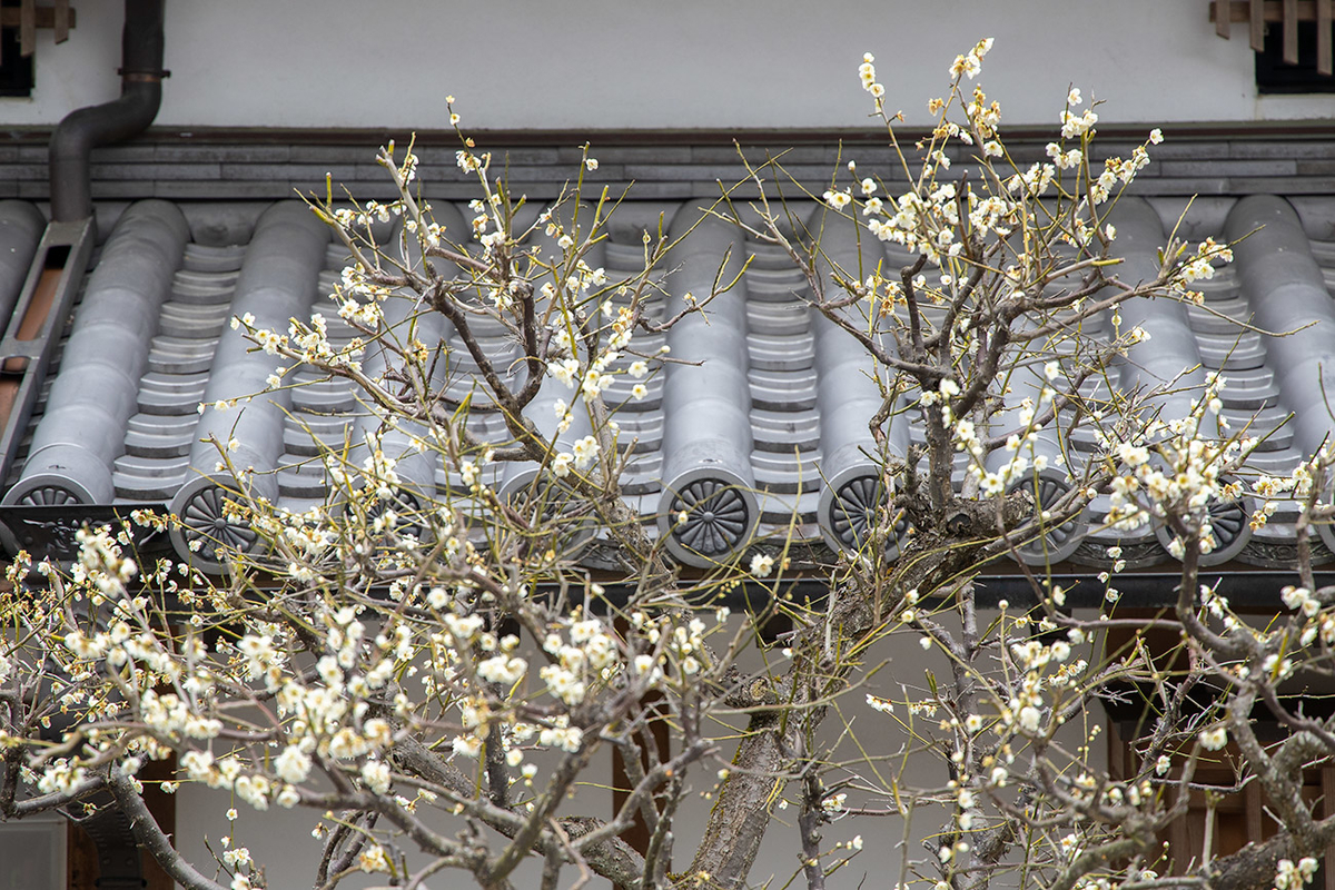 奈良県西吉野の賀名生（あのう）梅林