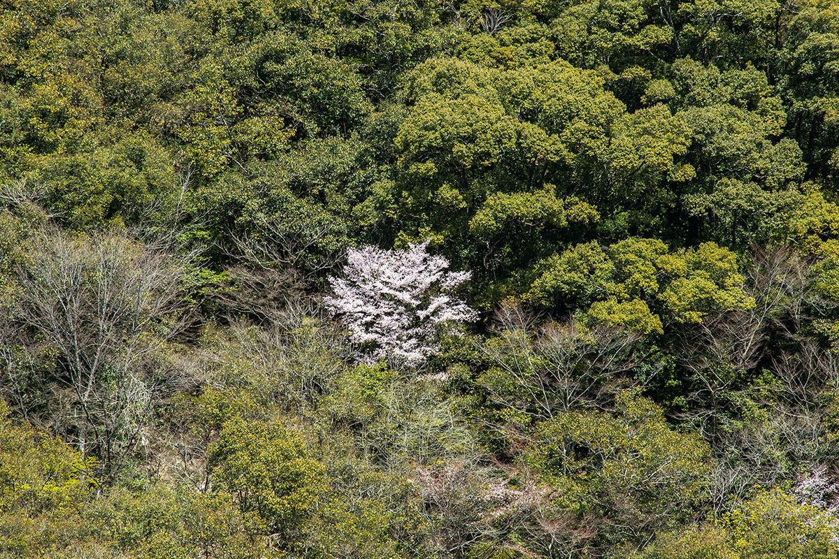 瀞峡クマノザクラ