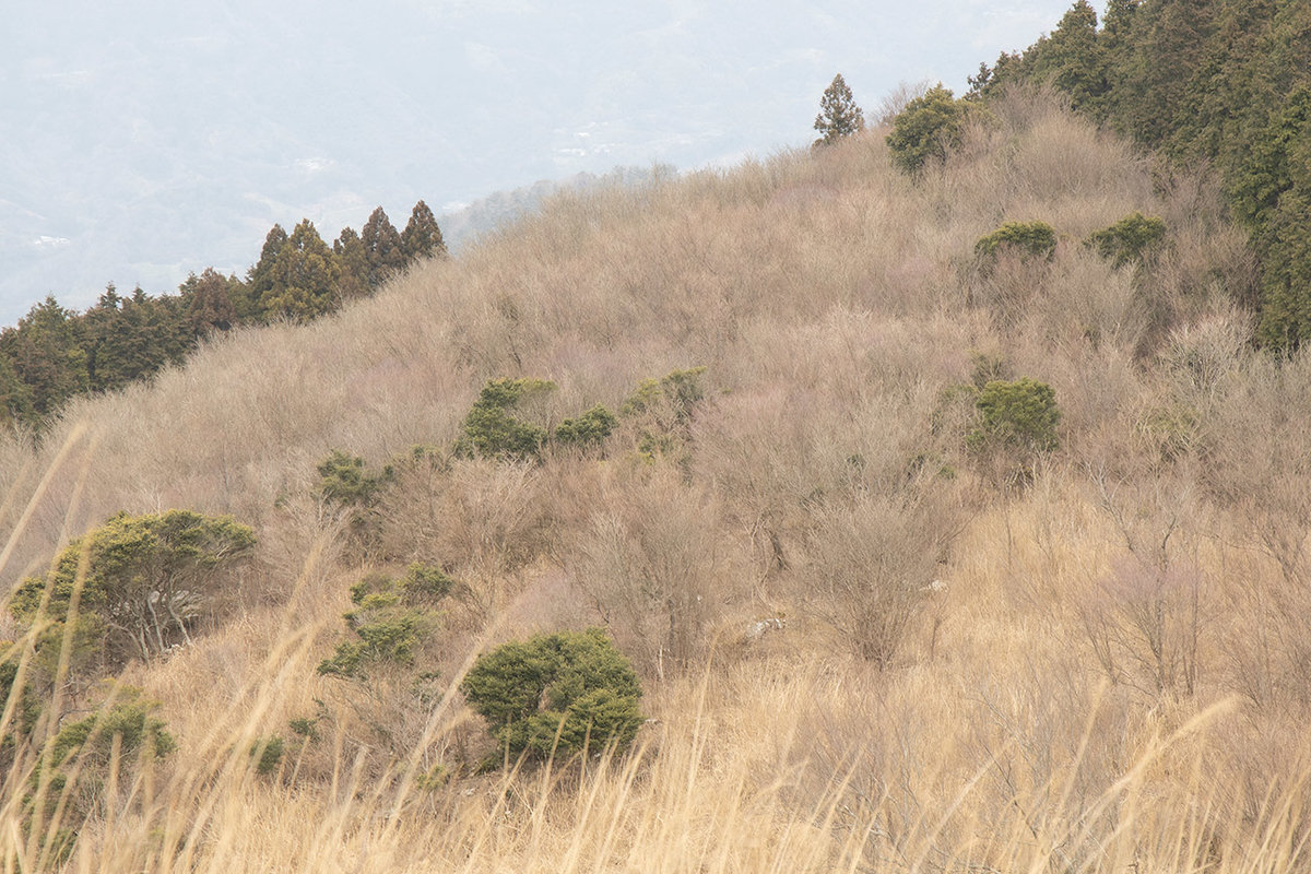 和歌山県生石高原