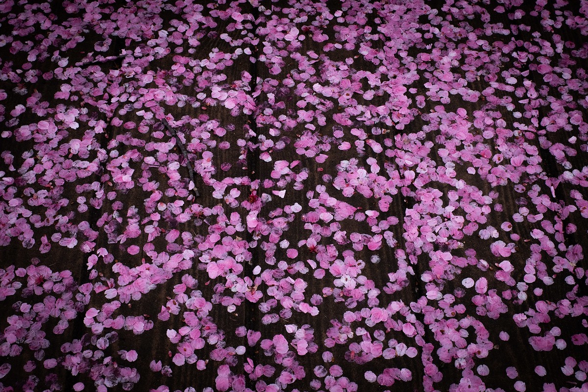 f:id:kumakumakoara:20200329080900j:plain