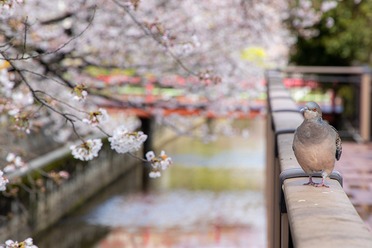 桜