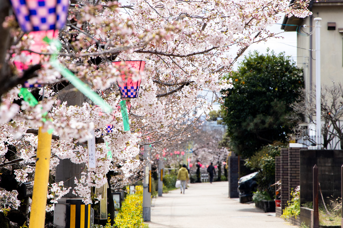 桜