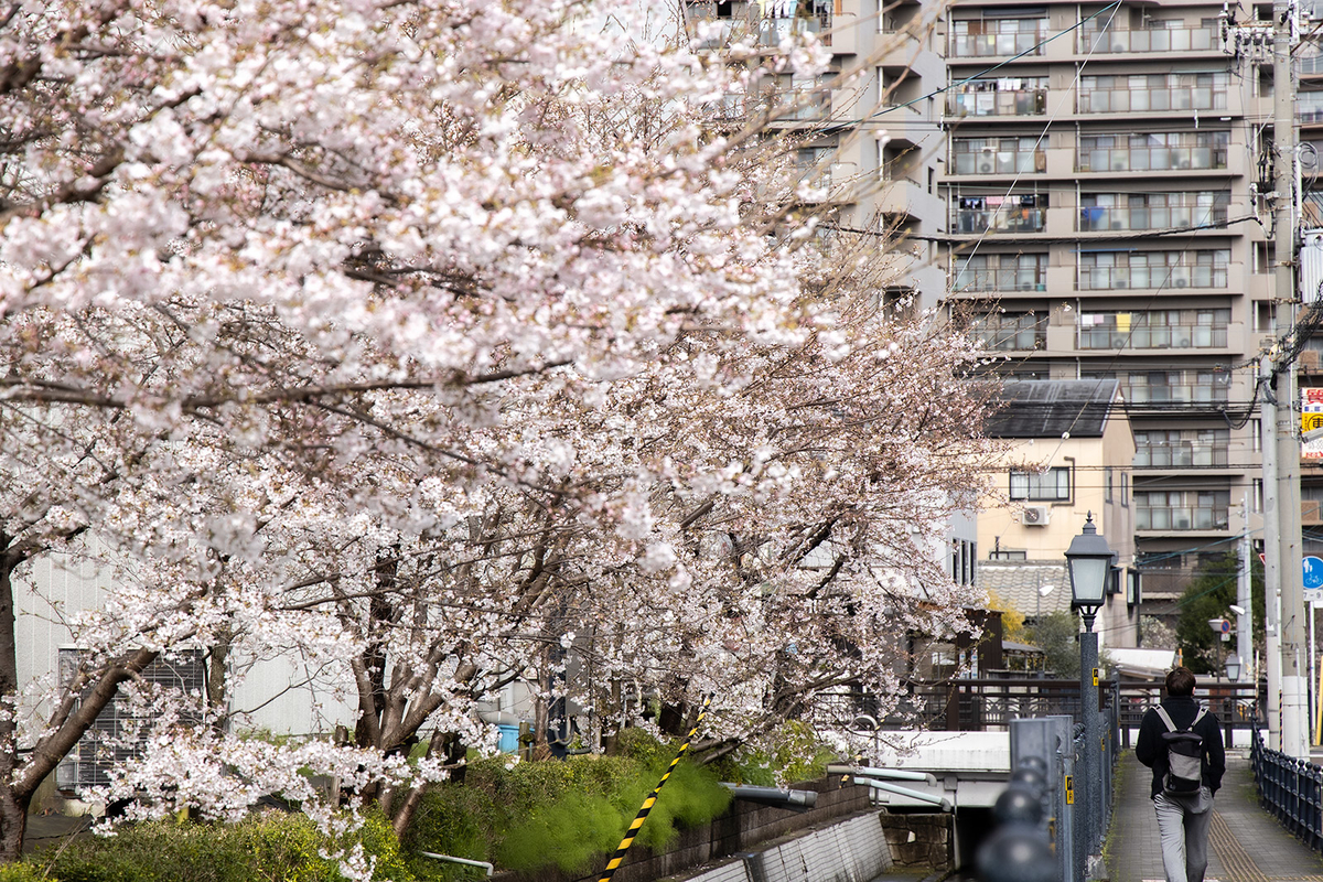 桜